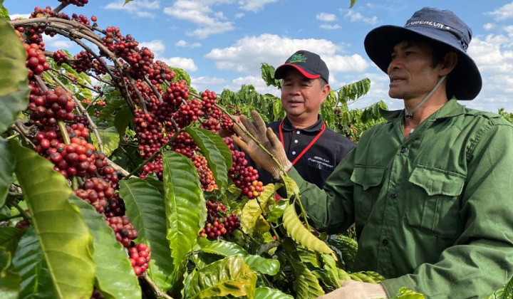 Thị phần cà phê Việt Nam tại các thị trường truyền thống tăng
