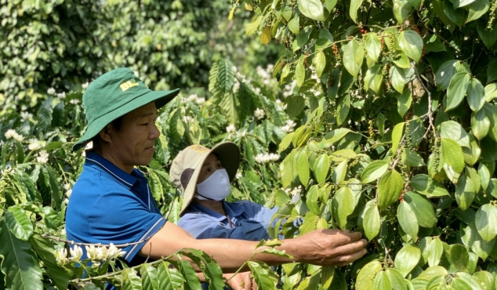 Giá tiêu hôm nay 10/8: Khan hiếm nguồn cung mở ra cơ hội gia tăng thị phần cho hồ tiêu Việt Nam