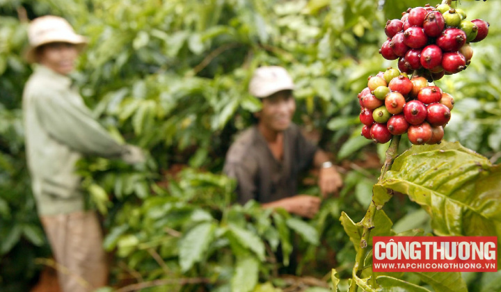 Giá cà phê hôm nay 9/8: Tăng mạnh 2.000 đồng/kg, có bắt đầu một đợt "phi mã" mới?