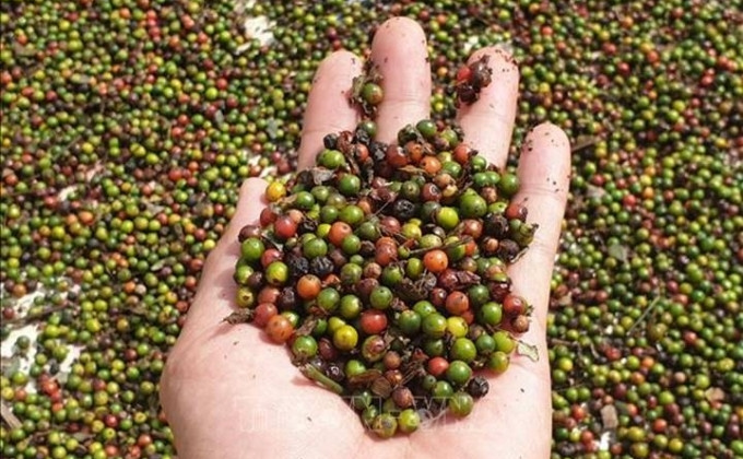 Giá tiêu hôm nay 12/9: Giá tiêu xuất khẩu tăng mạnh đến 850 USD/tấn