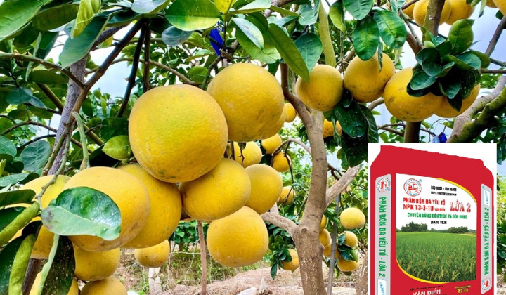 Vùng chuyên canh cây có múi phía Bắc ưa dùng Phân bón Văn Điển