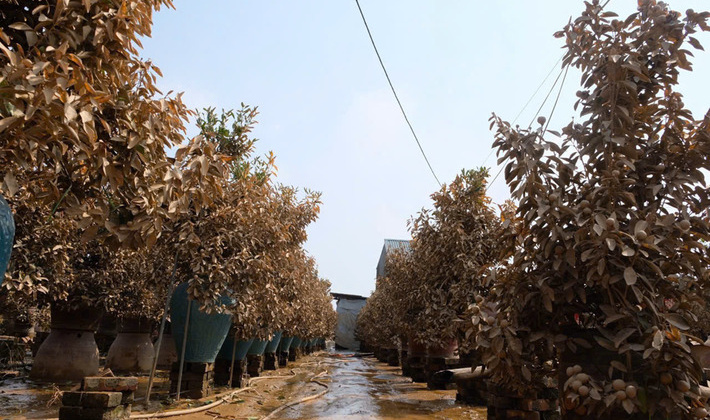 Người trồng đào Nhật Tân, quất Tứ Liên trắng tay sau lũ