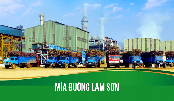Lo ngại giá đường giảm, Mía đường Lam Sơn (LSS) thận trọng lập mục tiêu kinh doanh
