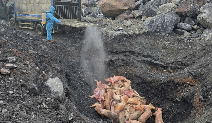 Thái Nguyên: Phát hiện gần 800kg lợn chết và lợn bị nhiễm bệnh đang trên đường đi tiêu thụ