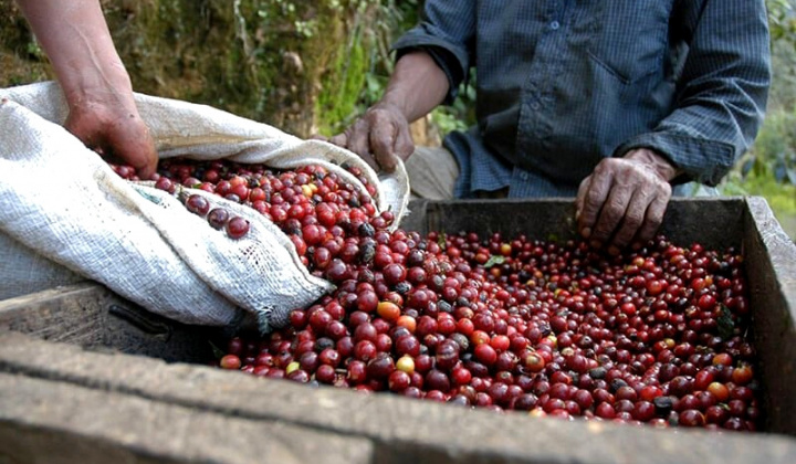 Giá cà phê hôm nay 26/9: Brazil đối diện hạn hán lịch sử, nguồn cung cà phê ngày càng thắt chặt