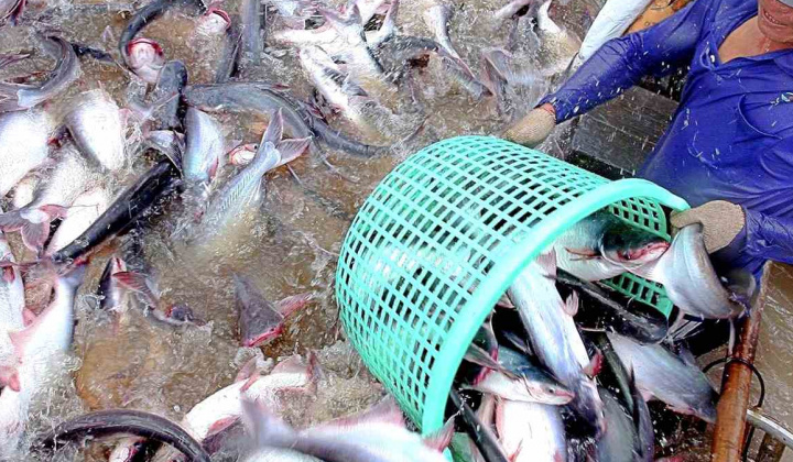 Thủy sản Vĩnh Hoàn (VHC) “độc chiếm” mảng cá tra fillet Việt Nam xuất khẩu sang Mỹ