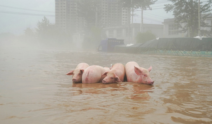 Nguồn cung thiếu hụt sau bão Yagi, lãi ròng của Tập đoàn Dabaco (DBC) có thể tăng gấp 18 lần