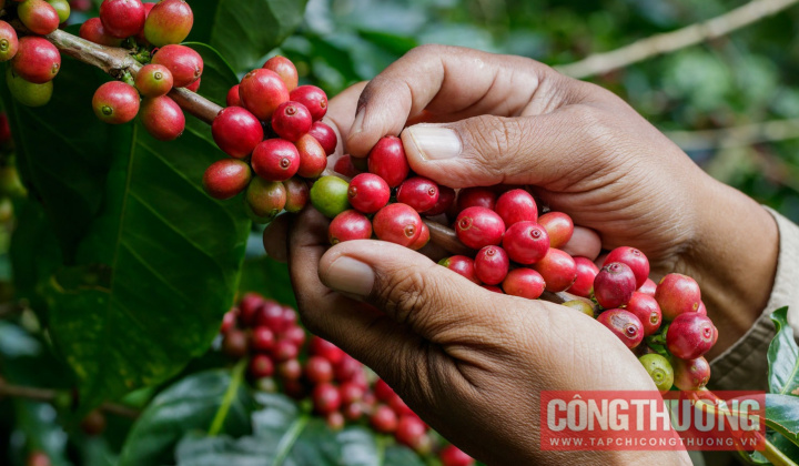 Giá cà phê hôm nay 30/9: Thị trường nội địa im ắng chờ vụ mới