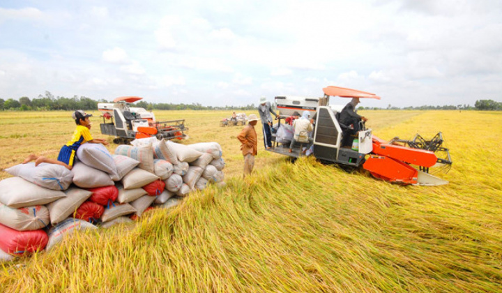 Giá gạo 5% tấm Việt Nam xuất khẩu xuống thấp nhất 4 năm