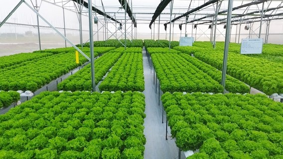 Hướng đến nền kinh tế carbon thấp tại các quốc gia đang phát triển