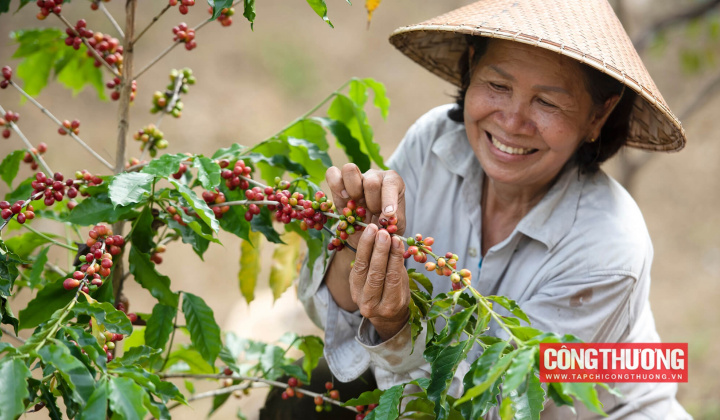 Giá cà phê hôm nay 20/1: Thị trường trong nước quay trở lại mốc 120.000 đồng/kg