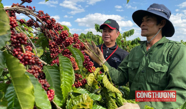Giá cà phê hôm nay 4/1: Giá tăng gấp đôi sau 1 năm, nông dân Tây Nguyên đón Tết sung túc
