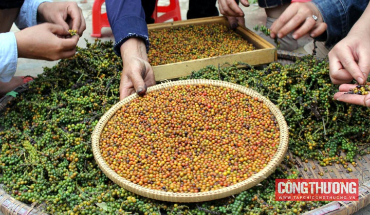 Giá tiêu hôm nay 6/1: Thị trường sôi động, giá tăng mạnh