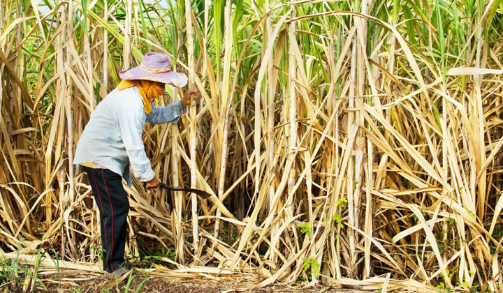 Tiếp tục áp thuế chống lẩn tránh phòng vệ thương mại với một số sản phẩm đường mía của Myanmar