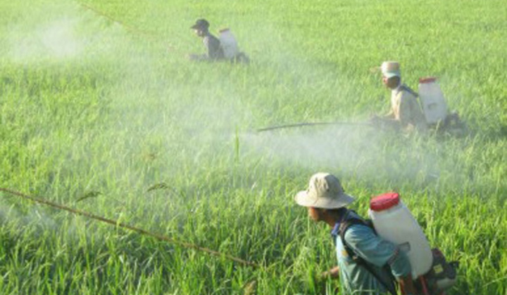 Đề xuất Danh mục thuốc bảo vệ thực vật được phép sử dụng, cấm sử dụng tại Việt Nam