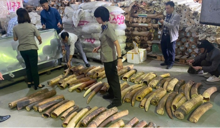 Hải Phòng: Tiêu hủy 615 kg ngà voi vận chuyển trái phép từ châu Phi về Việt Nam
