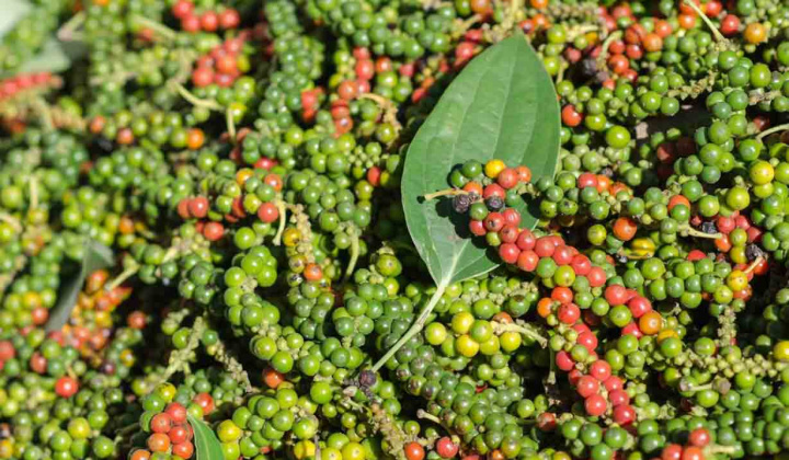 Giá tiêu hôm nay 29/10: Dự báo neo cao, có thể tăng nhẹ trong ngắn hạn