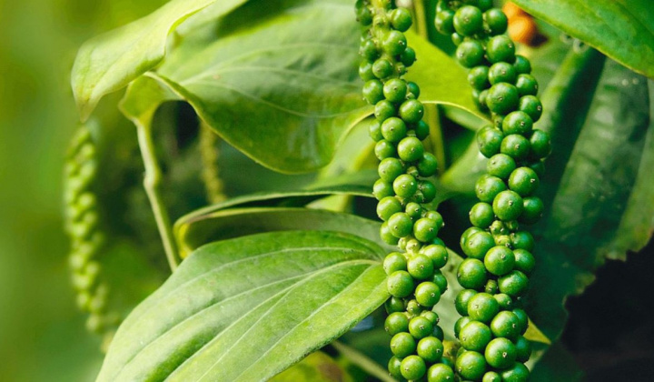 Giá tiêu hôm nay 4/10: Thị trường hạ nhiệt, giá vẫn neo ở mức cao