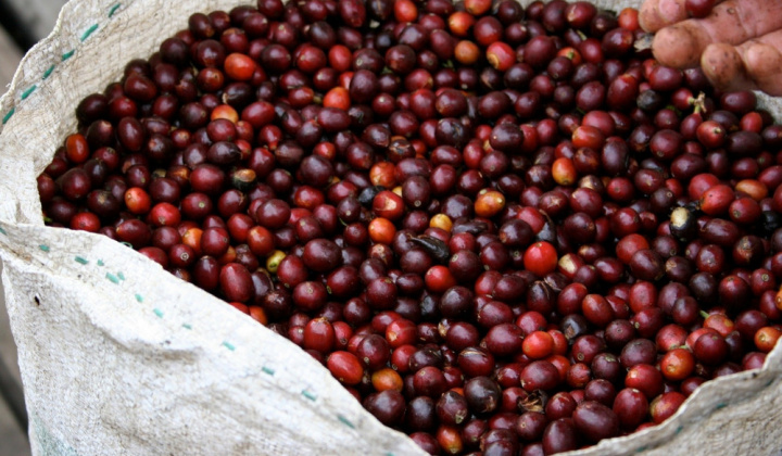 Giá cà phê hôm nay 7/10: Vượt mốc kỷ lục 7 tỷ USD trong 9 tháng đầu năm 2025