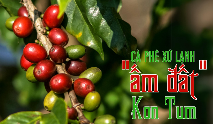 Cà phê xứ lạnh “ấm đất” Kon Tum