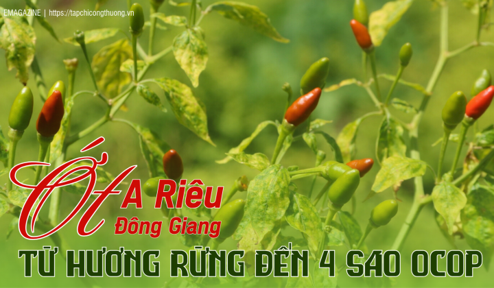 Ớt A Riêu Đông Giang: Từ hương rừng đến 4 sao OCOP