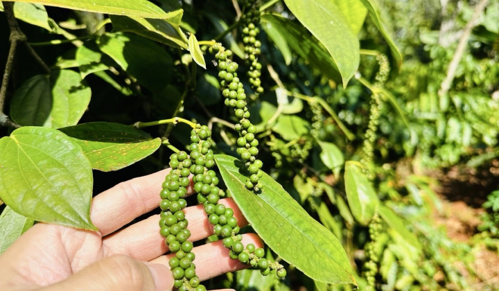 Giá tiêu hôm nay 12/11: Dự báo giá tiêu Việt tăng nhờ nhu cầu mùa lễ hội