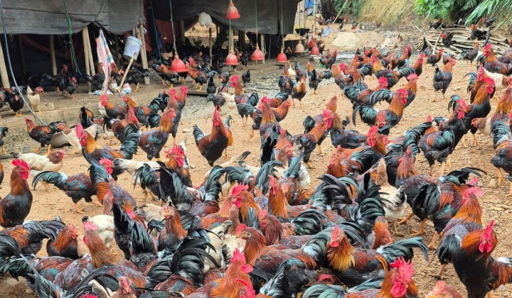 Bạch Thông (Thái Nguyên) giảm nghèo từ những mô hình kinh tế hiệu quả