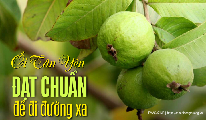 [eMagazine] Ổi Tân Yên - Đạt chuẩn để đi đường xa