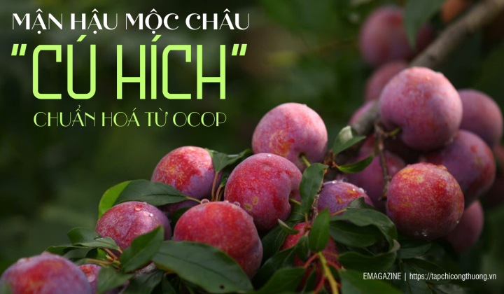 [eMagazine] Mận hậu Mộc Châu: "Cú hích" chuẩn hóa từ OCOP