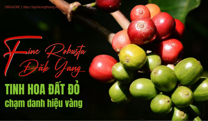 [eMagazine] Fine Robusta Đăk Yang - Tinh hoa đất đỏ chạm danh hiệu vàng