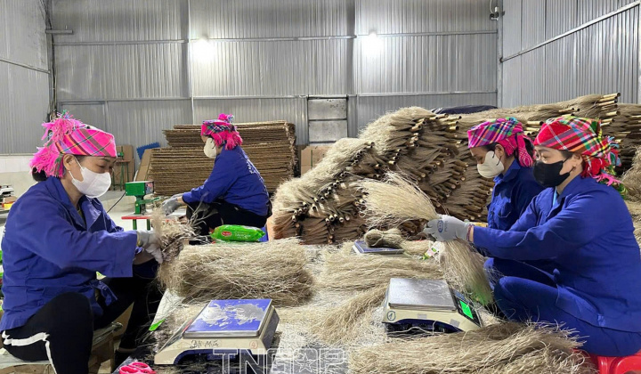 Thái Nguyên nâng cao giá trị nông sản từ các mô hình liên kết sản xuất - tiêu thụ