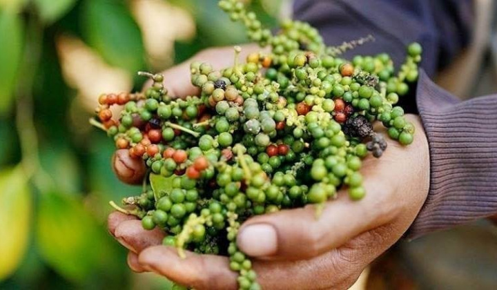 Giá tiêu hôm nay 28/11: Thị trường vượt ngưỡng 150.000 đồng/kg