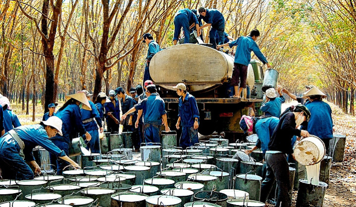 Dung lượng nhập khẩu cao su của 5 thị trường lớn nhất và thị phần của Việt Nam