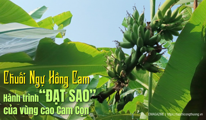Chuối Ngự Hồng Cam  -  Hành trình “đạt sao” của vùng cao Cam Cọn