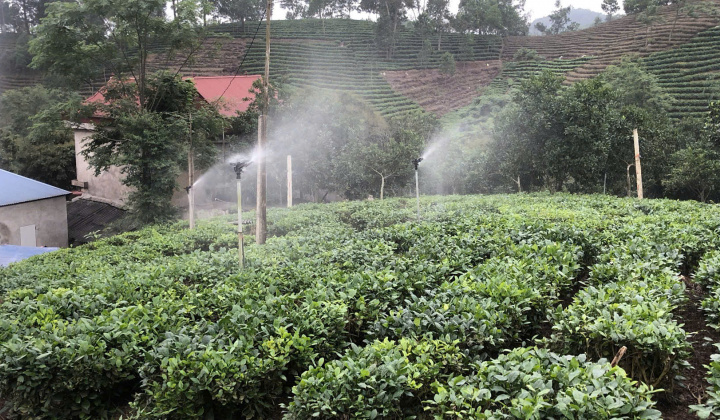 Thái Nguyên: Công nghệ số ngành chè là đòn bẩy xây dựng thương hiệu và tạo sinh kế bền vững