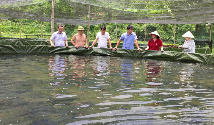 Mô hình nuôi cá tầm mở hướng giảm nghèo ở vùng cao Thần Sa (Thái Nguyên)