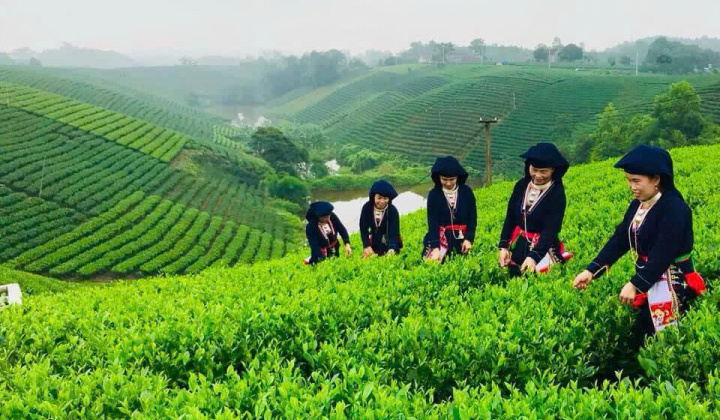 Thái Nguyên: Nâng tầm giá trị cây chè thông qua không gian lễ hội