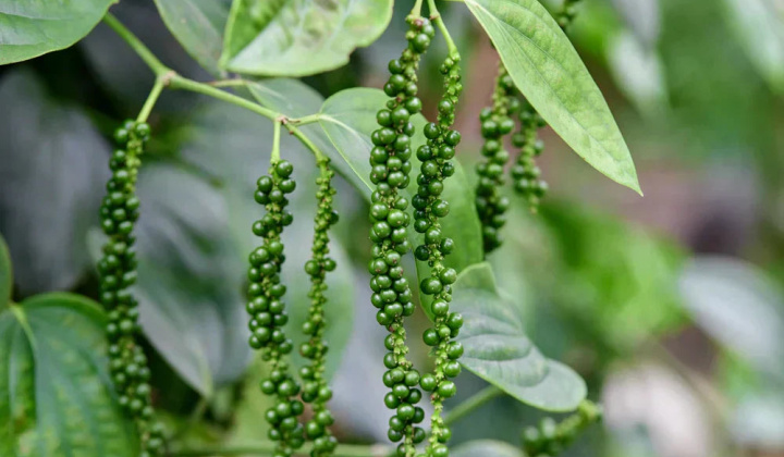 Giá tiêu hôm nay 2/12: Thị trường bất ngờ giảm mùa cuối năm