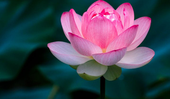 Thương tiếc nhà báo Nguyễn Phương Thảo