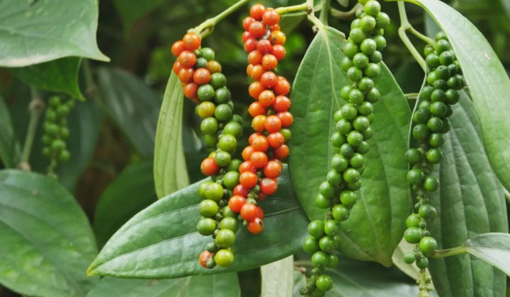 Giá tiêu hôm nay 3/12: Giá trong nước tiếp tục giảm