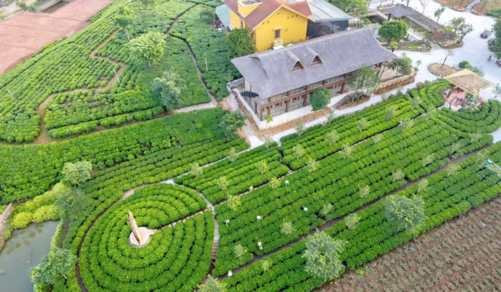 Tân Cương (Thái Nguyên): Phấn đấu trở thành trung tâm du lịch sinh thái gắn với vùng chè vào năm 2030