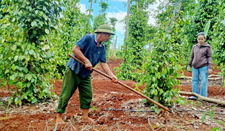 Giá tiêu hôm nay 5/12: Tăng giá trị sản phẩm nhờ sản xuất hữu cơ