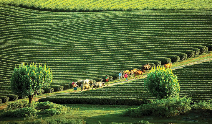 Quản lý điểm đến khu du lịch quốc gia Mộc Châu: thực trạng và giải pháp