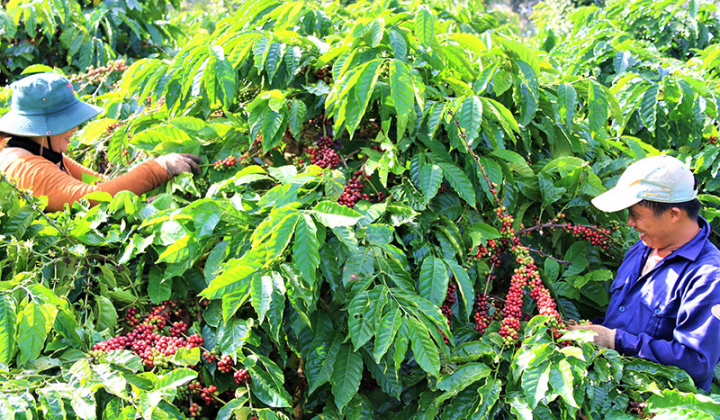 Đa dạng hóa sản xuất và rủi ro thu nhập trong sản xuất nông nghiệp của nông hộ trên địa bàn tỉnh Đắk Lắk