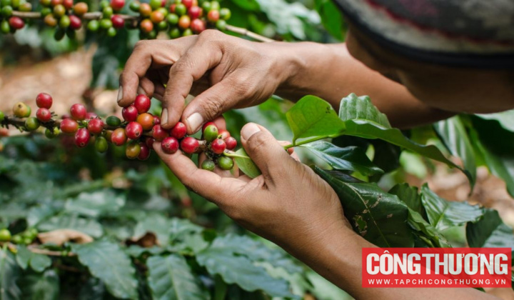 Giá cà phê hôm nay 21/2: Đồng loạt lao dốc