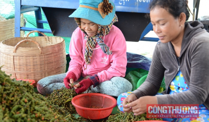 Giá tiêu hôm nay 24/2: Dự báo mùa thu hoạch 2025 sẽ kéo dài hơn