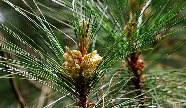 Nghiên cứu cấu trúc và sinh trưởng của rừng thông ba lá (Pinus kesiya Royle ex Gordon) trồng tại Công ty TNHH Một thành viên Nguyên liệu Giấy miền Nam, tỉnh Kon Tum