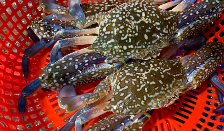 Nhu cầu tăng cao, Việt Nam thu về 1.550 tỷ đồng từ xuất khẩu cua ghẹ và giáp xác trong 2 tháng đầu năm