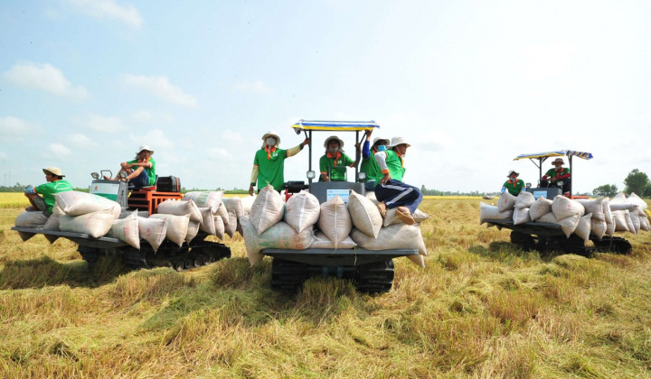 Gạo Việt Nam sẽ tiếp tục đứng vững khi Ấn Độ dỡ bỏ lệnh cấm xuất khẩu