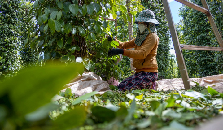 Giá tiêu hôm nay 13/3: Bật tăng mạnh, diện tích canh tác tại Việt Nam giảm